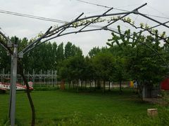 -白鹿原葡萄主题公园