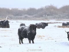 -山丹皇家马场