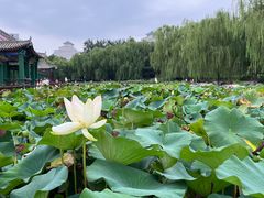 -莲花池公园