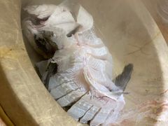 蒸汽石锅鱼-滇香肴·云南菜蒸汽石锅鱼(云南北路店)