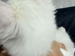 -四月宠物医院·猫专科·心脏专科·内科(转塘店)