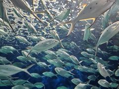 -上海海洋水族馆