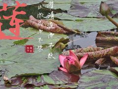 -莲花池公园