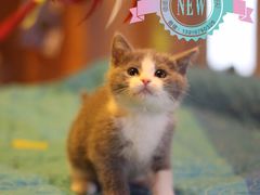 -Bastet sally猫舍购宠(静安店)
