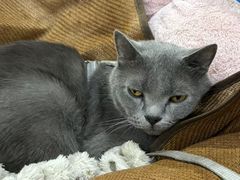 -小板凳(四公里店)