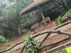 -海南热带野生动植物园