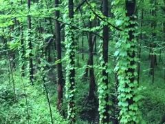 -桤木河湿地公园