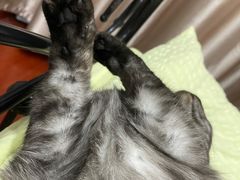 -佳雯宠物医院(四明中路分院)