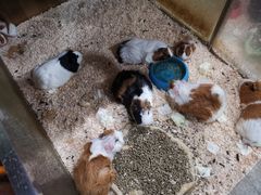 -上海大自然野生昆虫馆(东方明珠·爬宠昆虫探索中心)