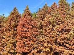 -溱湖国家湿地公园