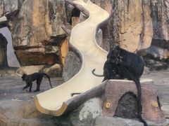 -深圳野生动物园