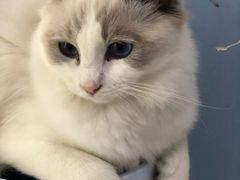 -喵的天空名猫咖啡馆·撸猫·猫舍·用品