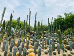 -深圳仙湖植物园