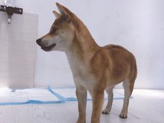 -浣熊柯尔鸭土拨鼠·电玩咖
