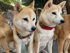-柴犬高等学院·狗咖·柴犬售卖·宠物训练