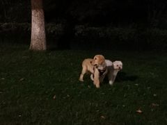 -翊宠yipet猫狗购宠庄园犬舍•猫舍