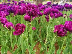 -长春公园(普阳街道)