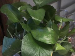 -天堂鸟水煮鱼(经南三路店)