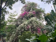 -深圳国际园林花卉博览园