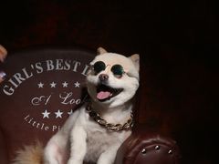 -超宠爱宠物摄影-Super pet
