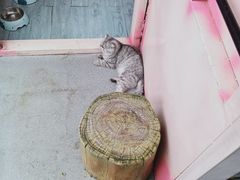 -喵屿·大理花园猫咖