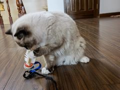 -瑞派福兴宠物医院犬猫全科·骨科·中西医结合(河东店)