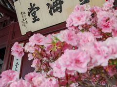 -上海醉白池公园