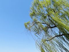 -柳浪闻莺公园