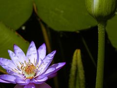 -国家植物园南园