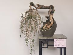 -深圳仙湖植物园