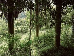 -中国科学院西双版纳热带植物园