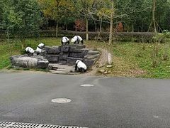-都江堰中华大熊猫苑