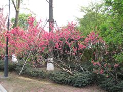 -金鸡湖桃花岛