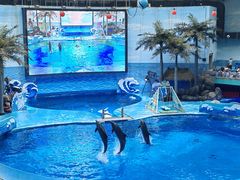 -海合安成都极地海洋公园