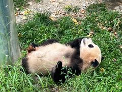 -卧龙中华大熊猫苑神树坪基地