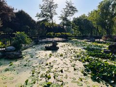 -莲花池公园