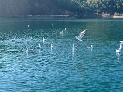 -丽江泸沽湖景区-里格半岛