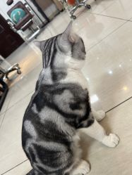 -长沙纹身·龙堂刺青·三土师傅的店