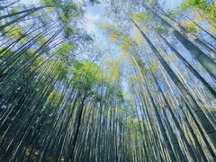 -杭州植物园