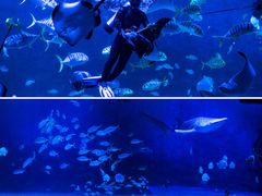 -烟台海昌鲸鲨海洋公园