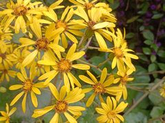 -西湖风景区-江洋畈生态公园