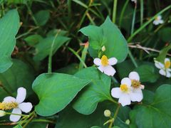 -洋湖国家湿地公园