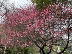 -峙山公园