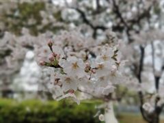 -高东镇樱花园