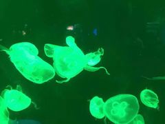 -上海海洋水族馆-停车场