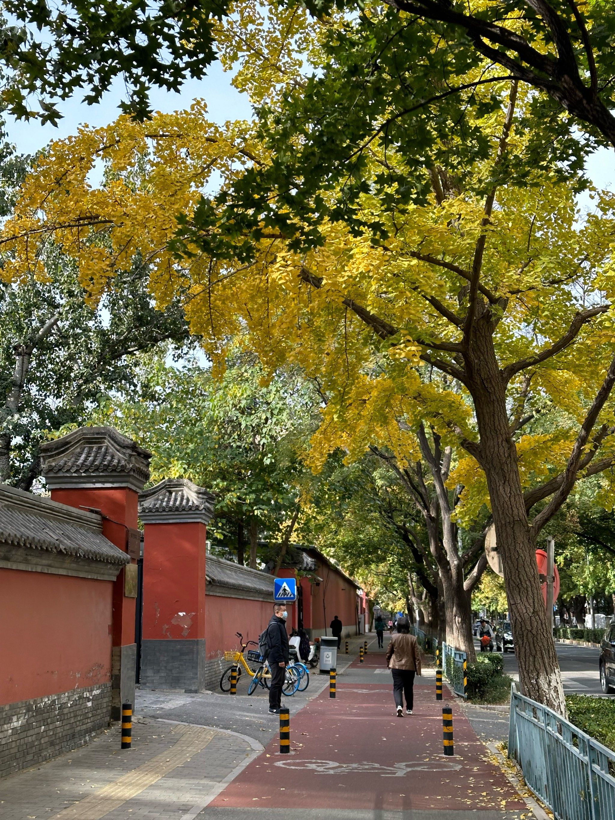 一年一度看银杏之-地坛公园,银杏叶又黄啦～去的时候还有很多绿的叶子