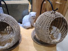 -藏猫猫咖啡主题馆(中央大道店)