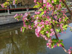 -海棠花溪(元大都城垣遗址公园)