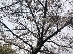 -嘉定紫藤园