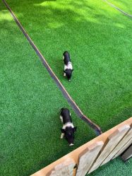 -萌宠亲子动物乐园(槐房万达店)